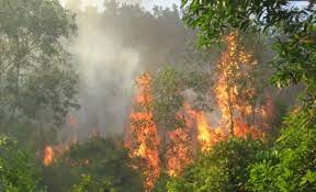 Tăng cấp độ cảnh báo cháy rừng từ nguy hiểm lên cực kỳ nguy hiểm